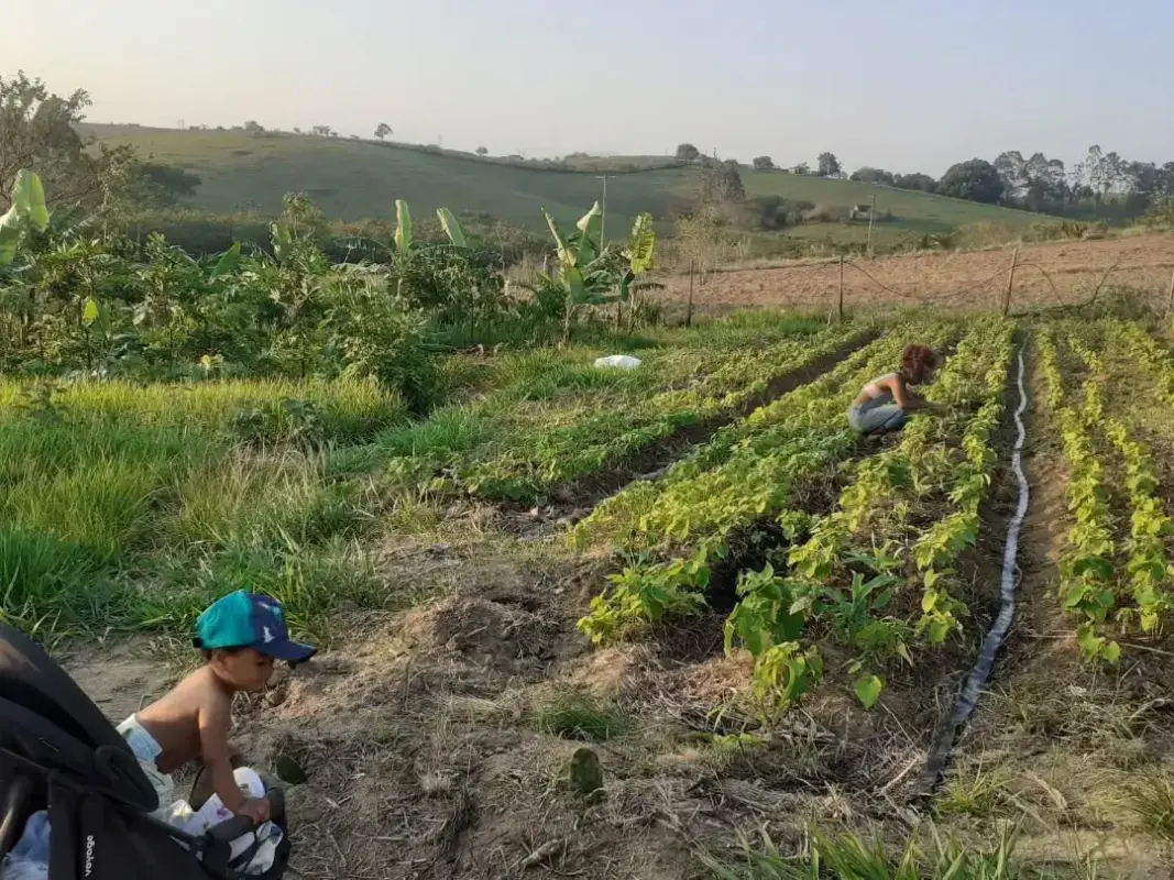 Regenerando-com-muita-biodiversidade-e-muita-comida.-Essa-agrofloresta-tem-o-foco-inicial-em-roça-(m