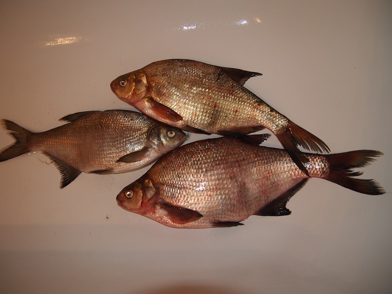 Лещ около 1 кг и более