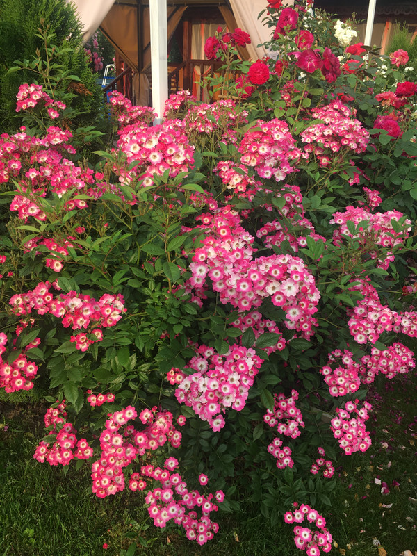 45D04BA9-4EA9-4AF0-B1F1-DB6CA50F81CC