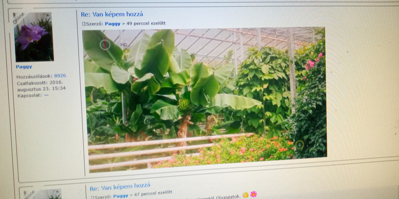 Kép