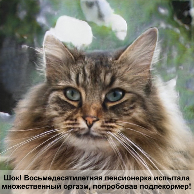 как посчитать сколько лет кошке