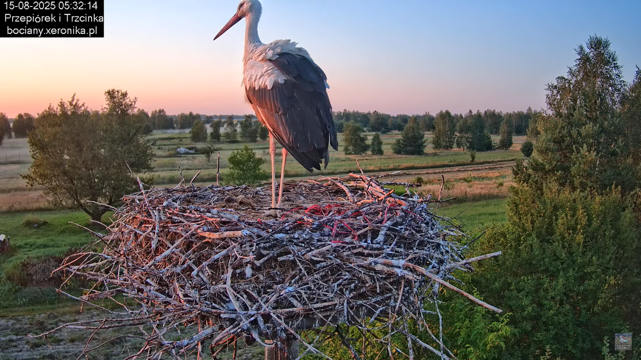 15082025bociany7