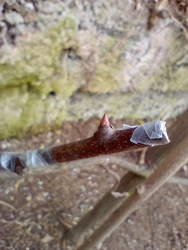 IMG_20240327_132321028_MFNR