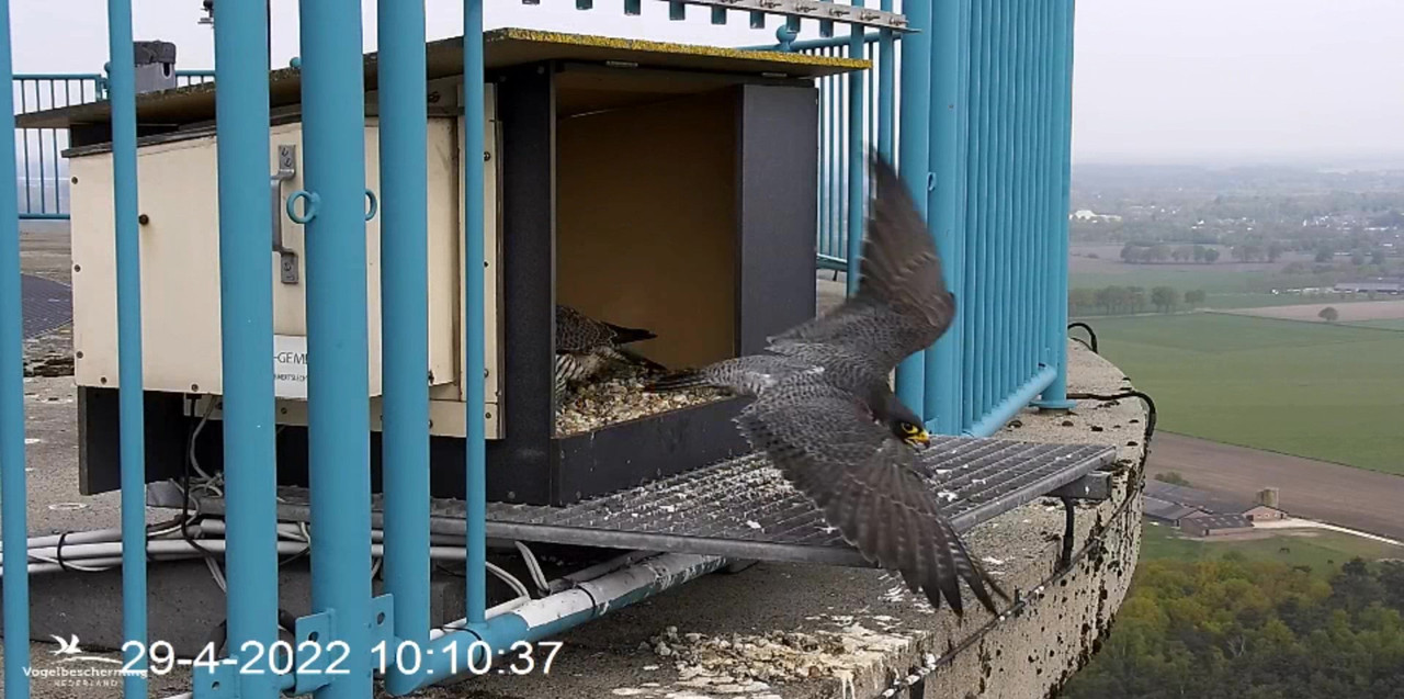 campics BDL 2022 va 9 april 2022 ©VWGGemert/Vogelbescherming Nederland - Pagina 39 Video-2022-04-29-101524-Moment-3