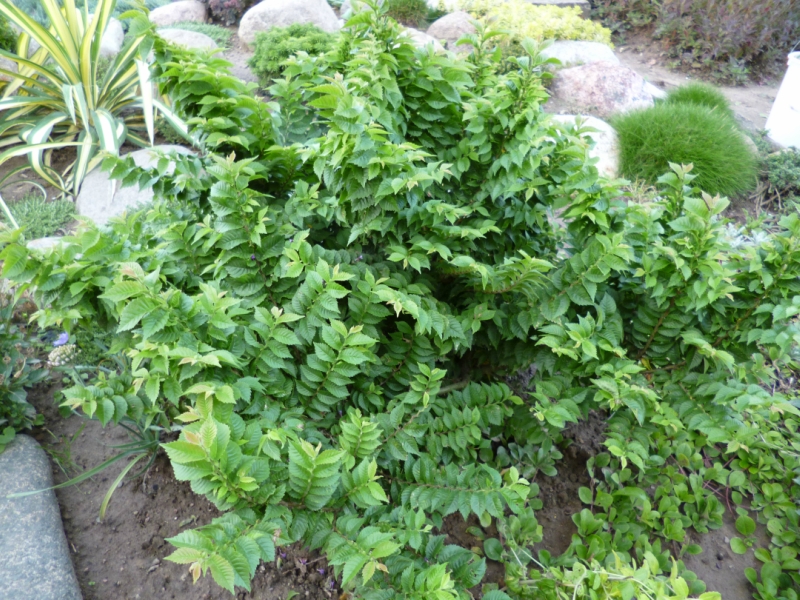 P1040705
