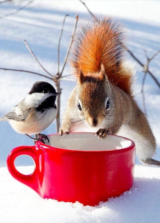 redcupsquirrel.jpg