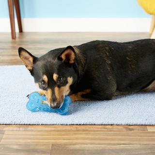 frozen dog bone toy