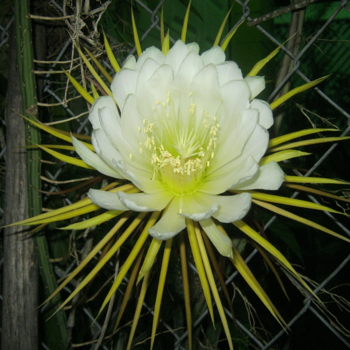 Queen of the Night Cactus (Selenicereus grandifl