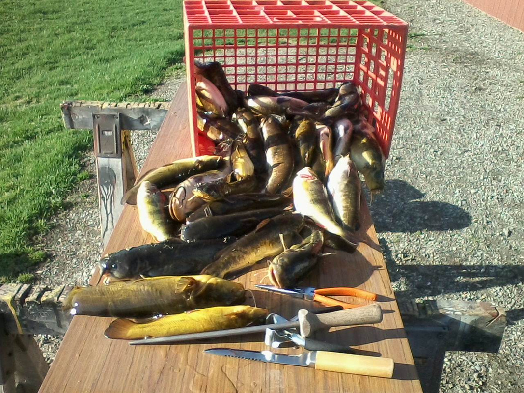 April 14, 33 bullheads