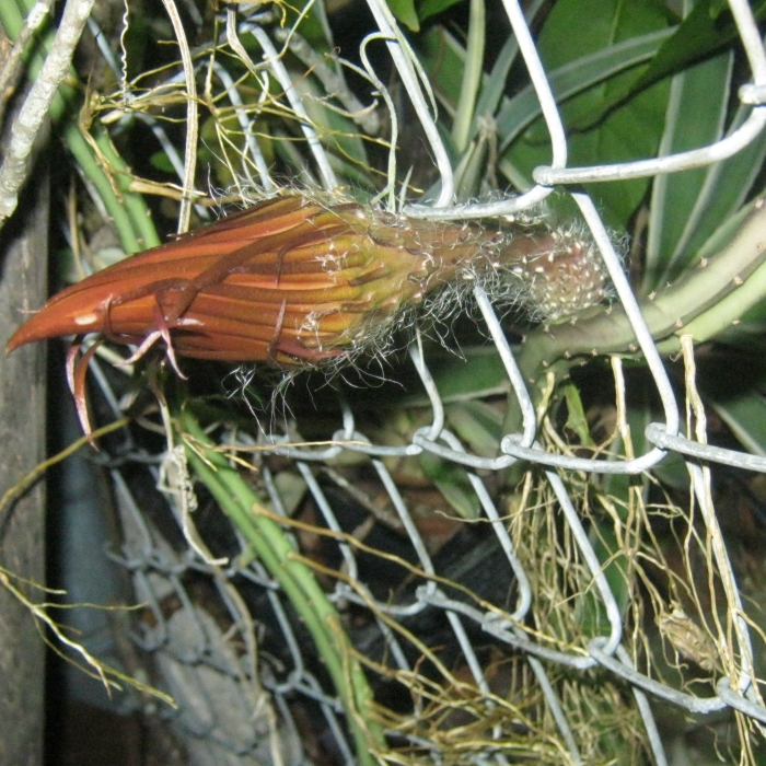 Queen of the Night Cactus (Selenicereus grandifl