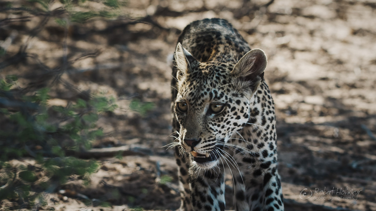2019a-Kgalagadi-A010-C051-0226-L8-0001304.jpg