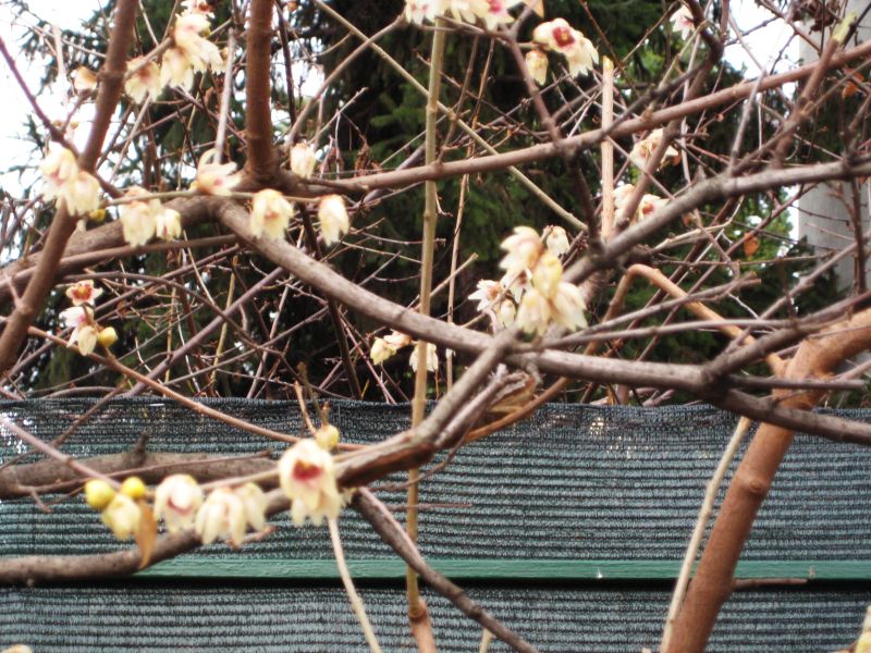 Chimomanthus perox_Januar