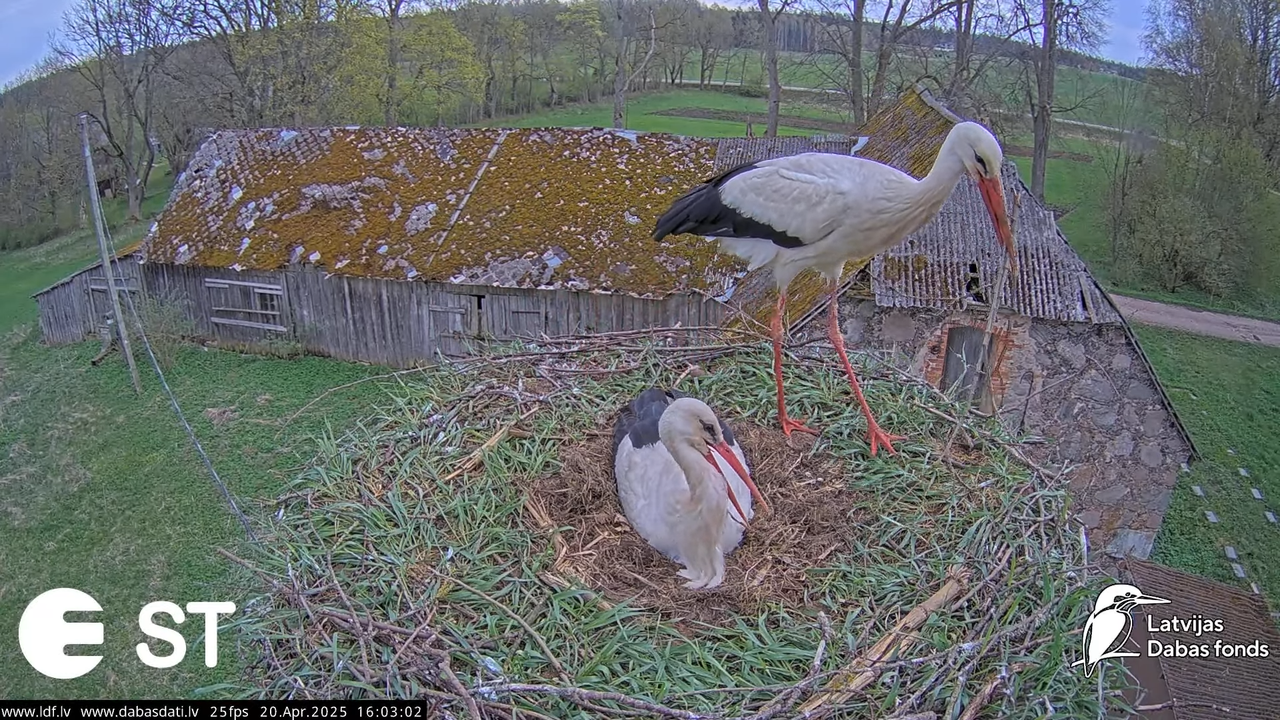 (44) Baltie stārķi (Ciconia ciconia) Tukuma novadā __ White storks in Tukums, Latvia - YouTube - 608