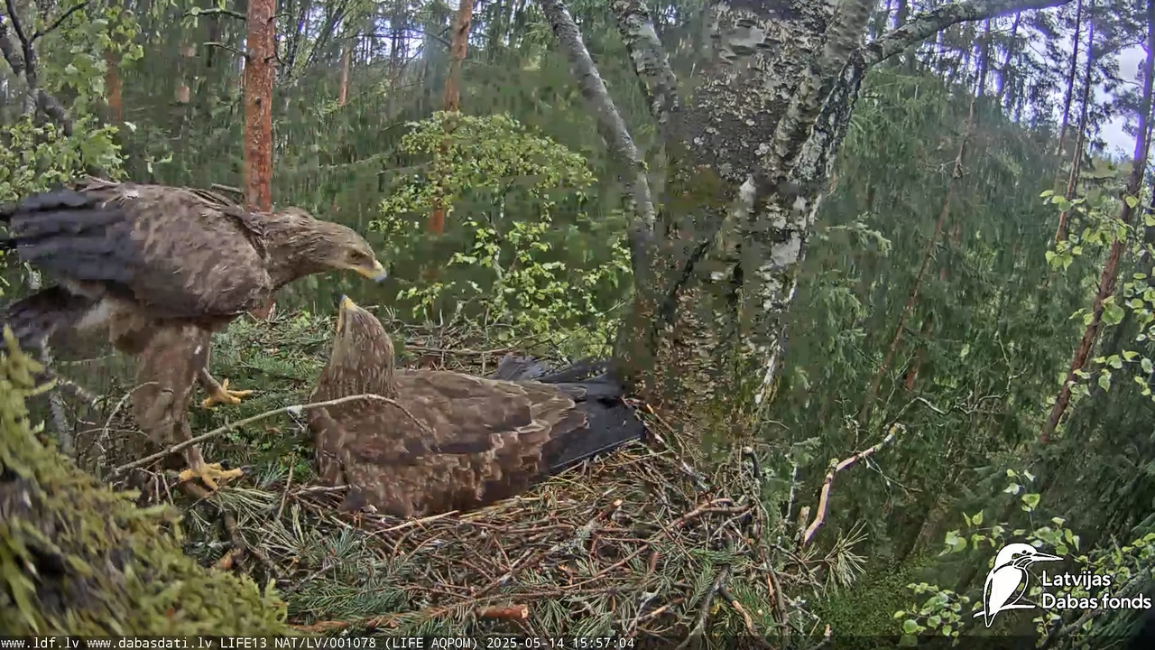 Mazais ērglis (Clanga pomarina), ligzda bērzā 14-2-9 screenshot