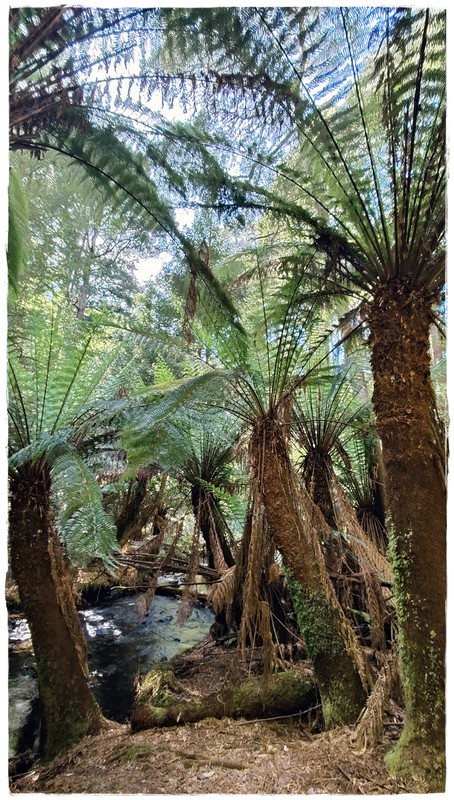 Mount Field National Park - Australia (II): Recorriendo Tasmania (5)