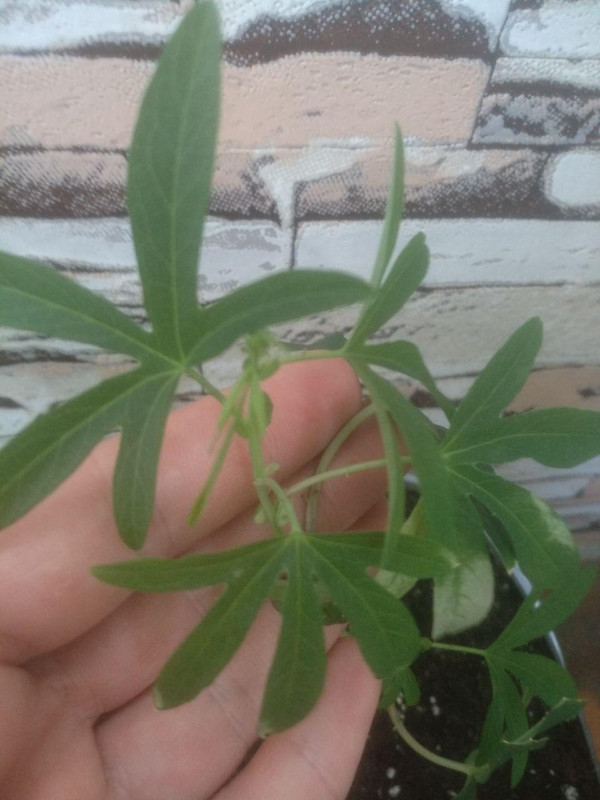 photo_2020-05-31_10-13-33 (4)