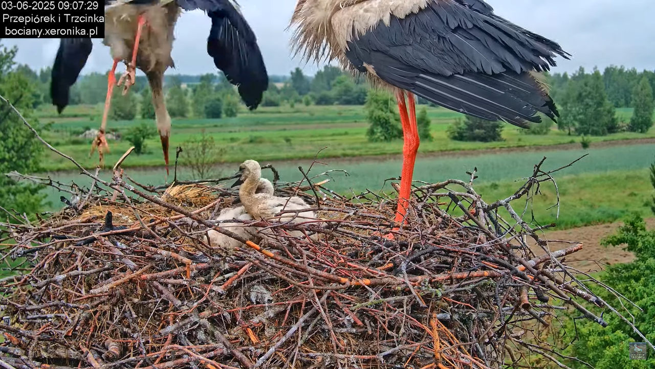 03062025bociany11