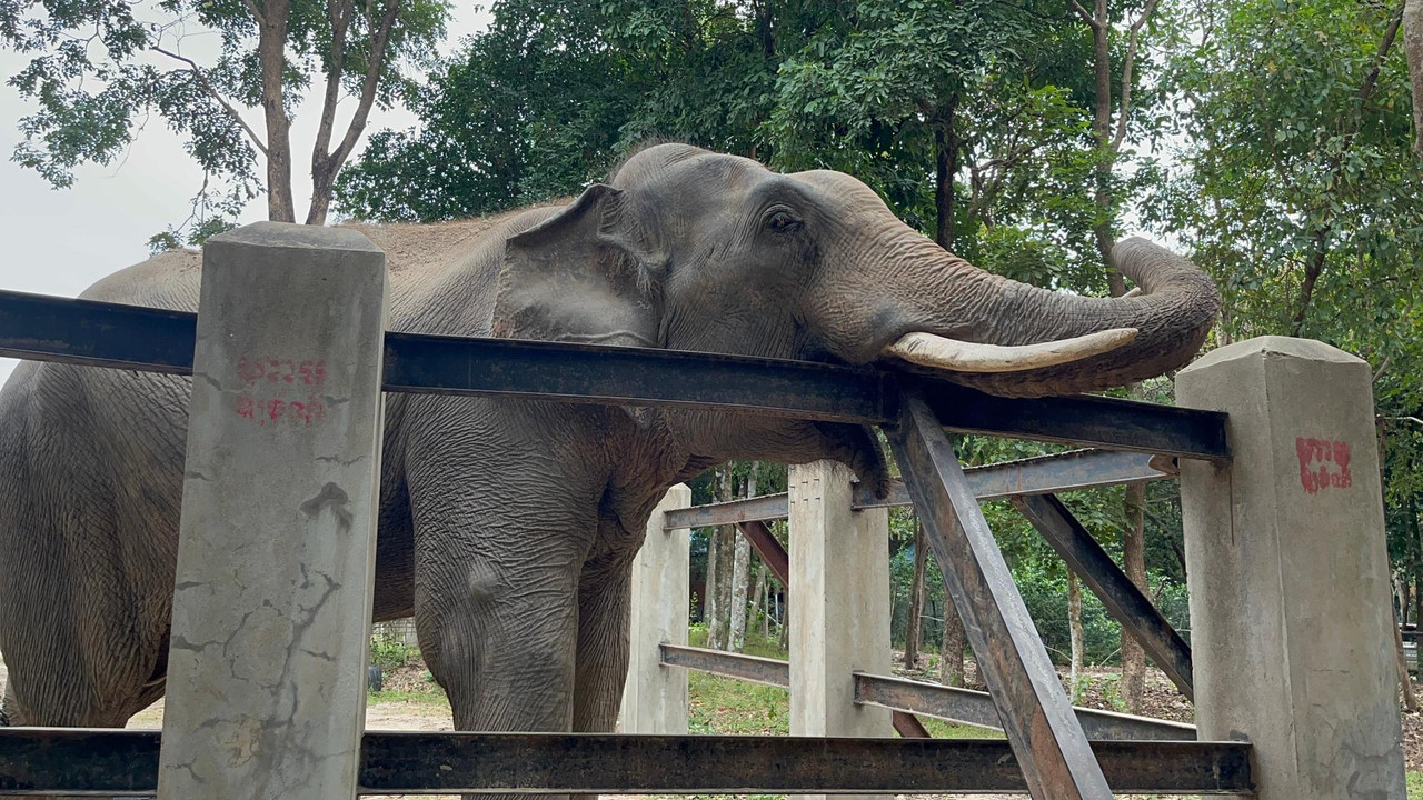 koh kong rescued elephant sakor passes away cambodia news 2026