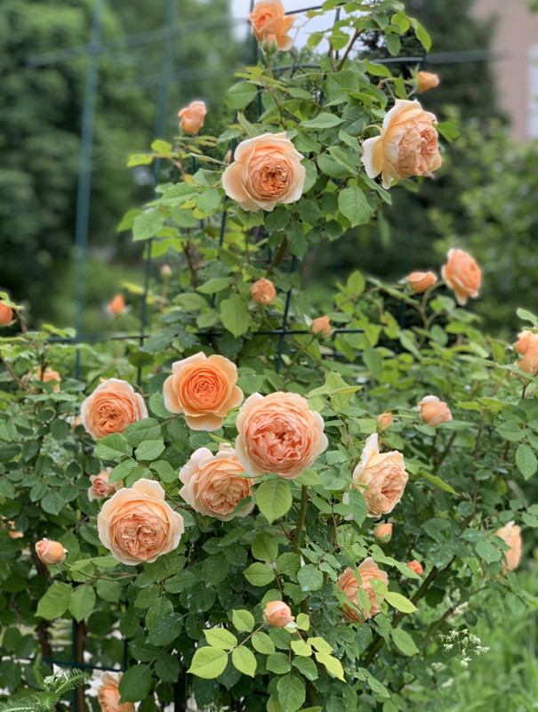 E5B5DB9A-86CB-4AAB-9F7F-0060CFF8F723