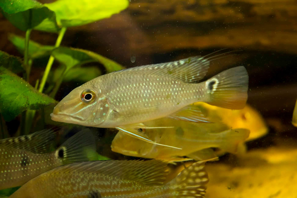 43412351_2271194733160700_9075695749659885568_n