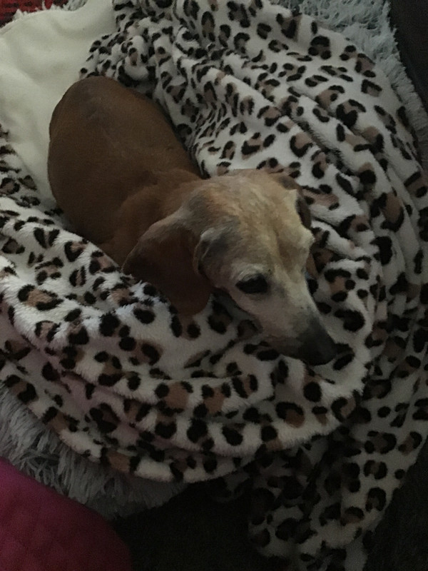 [Image: DEA04450-16-D8-4-D80-B009-E61-B9-E9-D5-A0-E.jpg]