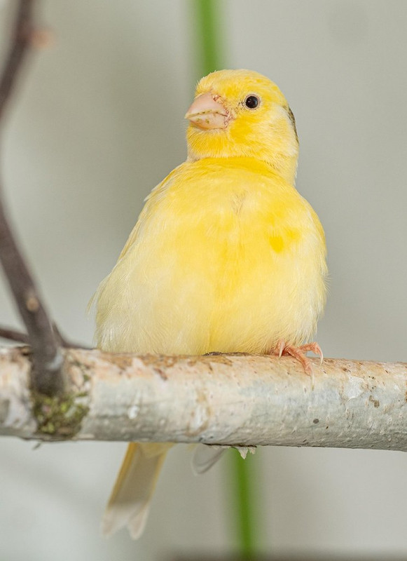 yellow-canary.jpg