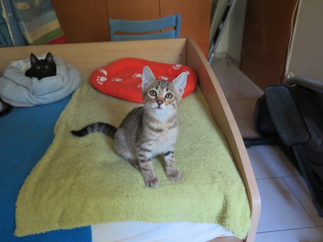 Slika