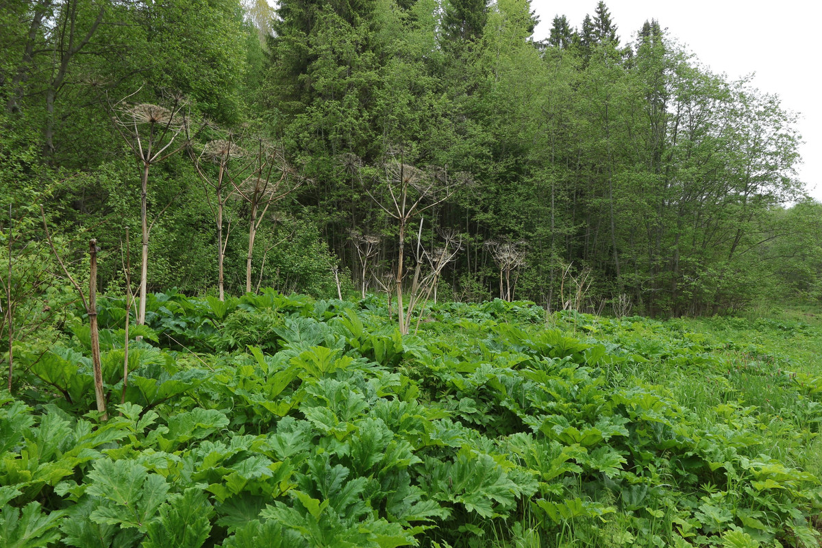 IMG_5611 (2592 x 1728)