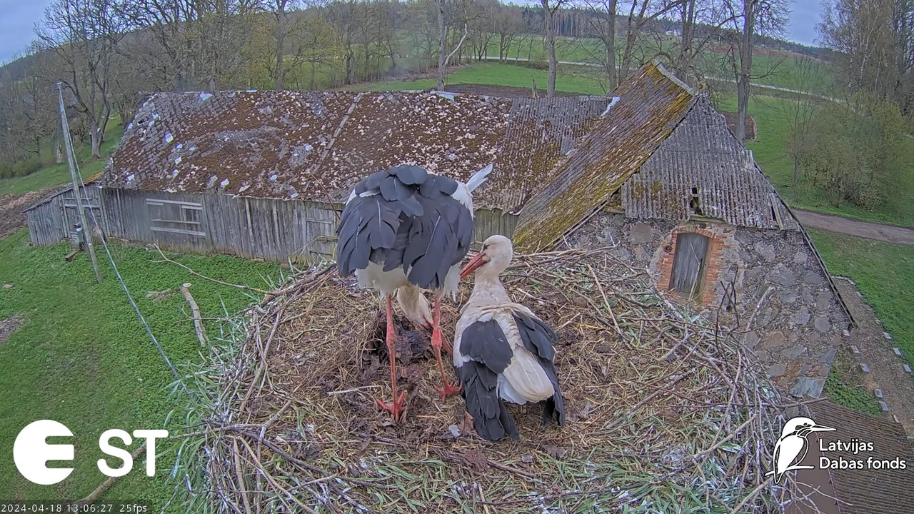 Baltie stārķi (Ciconia ciconia) Tukuma novadā - LDF tiešraide __ White storks in Tukums, Latvia 9-27