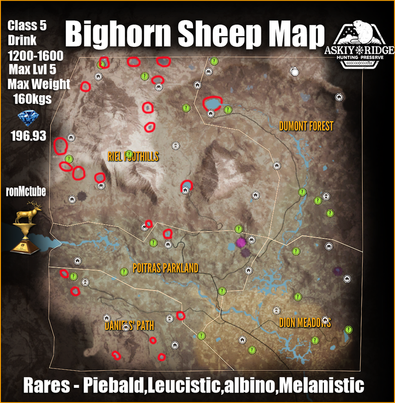 bighorn-guide-at-askiy-ridg