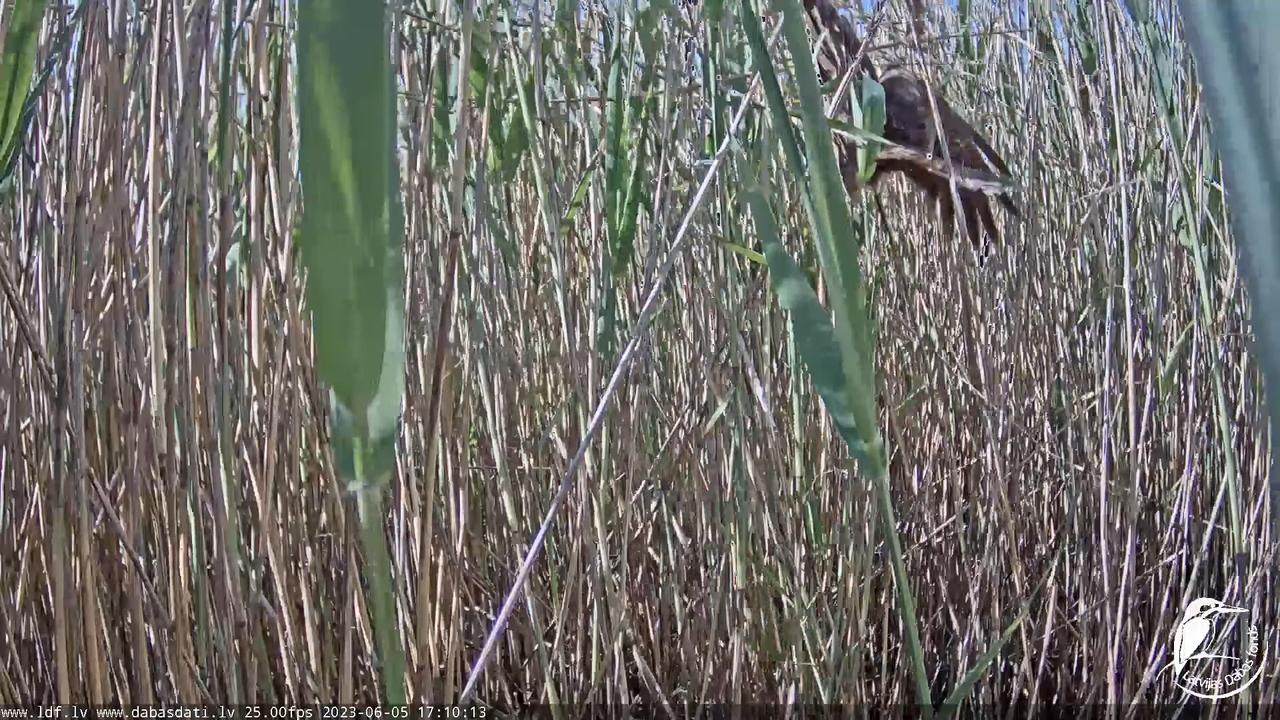 Lielais dumpis (Botaurus stellaris) Engurē - LDF tiešraide 13-36-46 screenshot