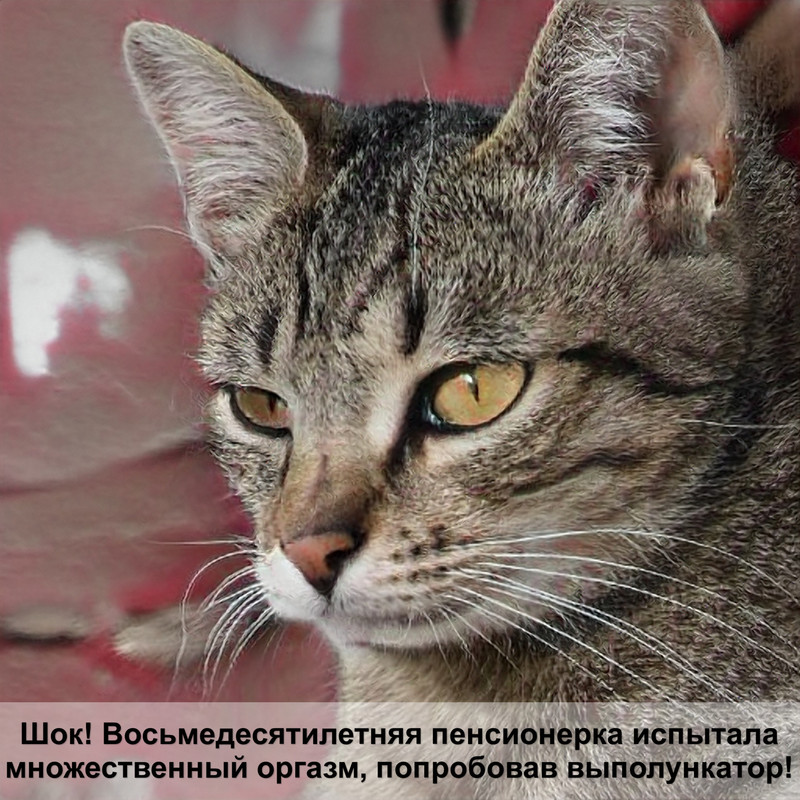 вислоухая кошка мраморного окраса