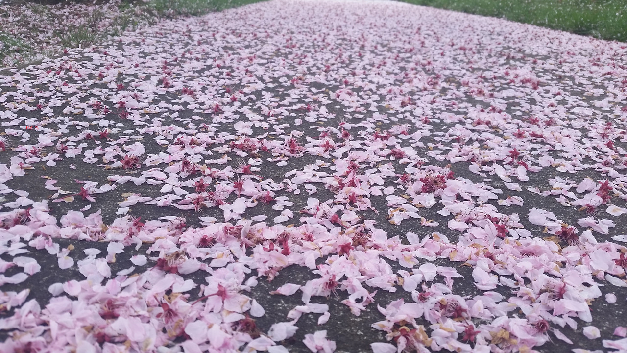 [Image: Cherry-6.jpg]