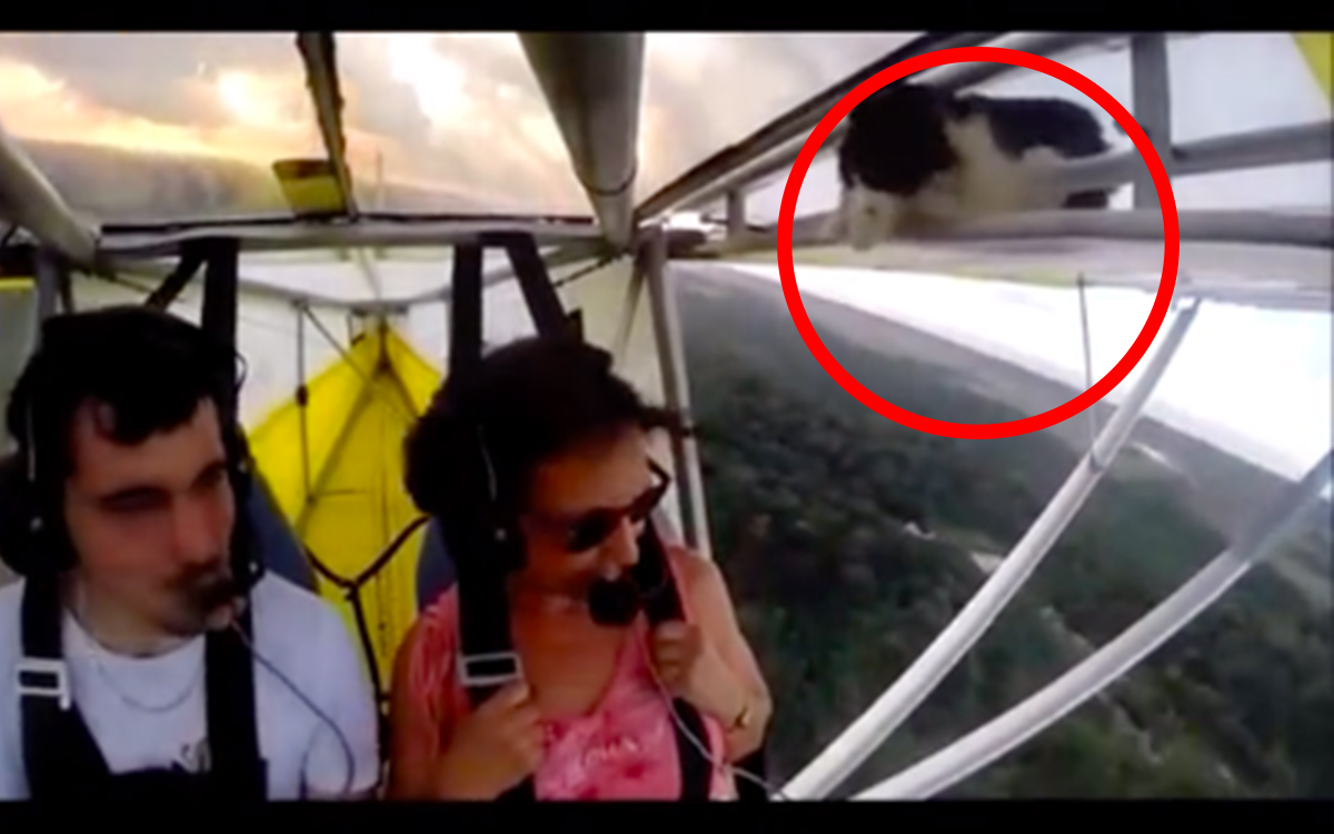 Un gato se volvió viral en TikTok, apareció en ala de un avión ultraligero