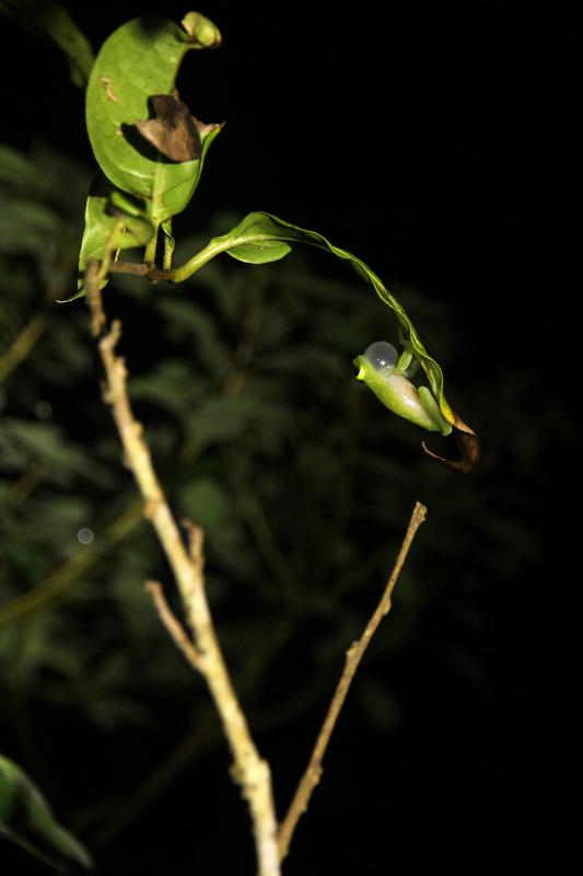 DE TORTUGAS Y PEREZOSOS. COSTA RICA 2019 - Blogs de Costa Rica - DIA 11: TIROLINAS EN MONTEVERDE Y TOUR NOCTURNO POR LA SELVA (60)