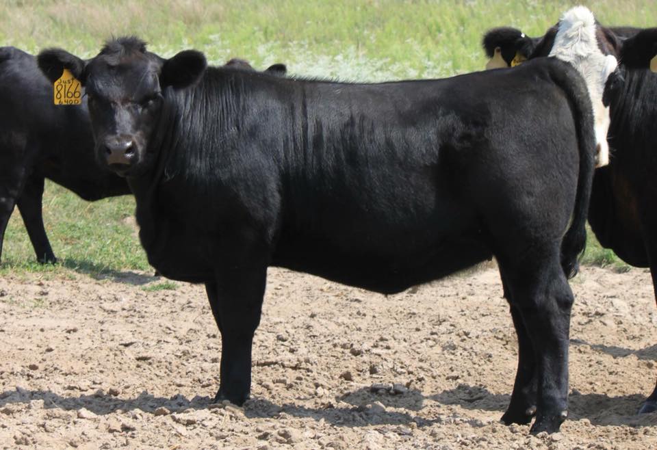 Justified heifer