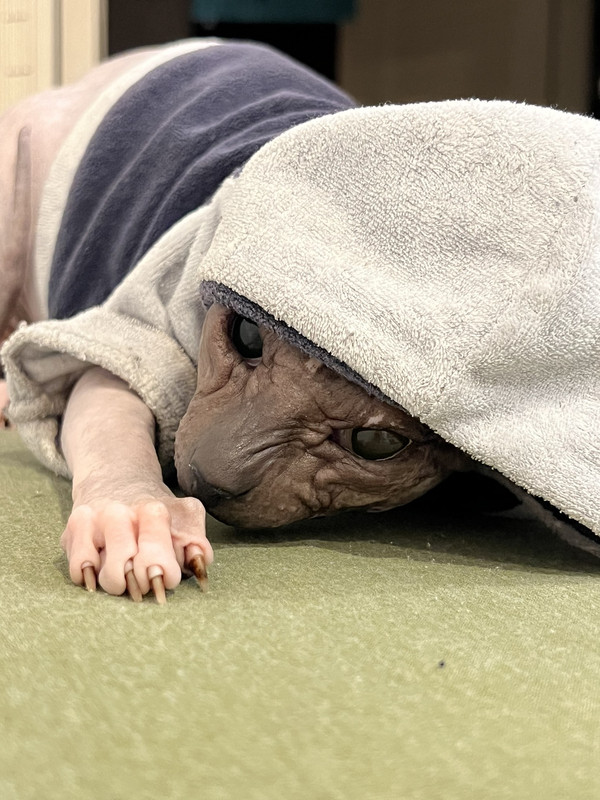 IMG-54663d02d189598d298b43147dcff8e2-V