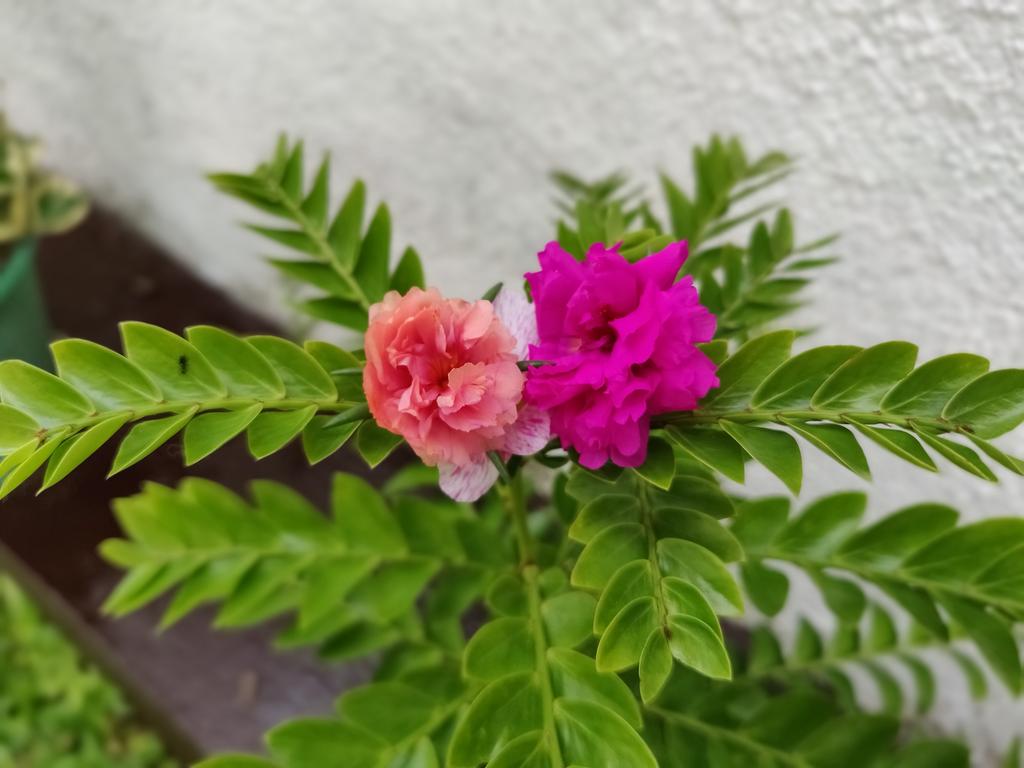IMG-20181208-091041-Bokeh.jpg