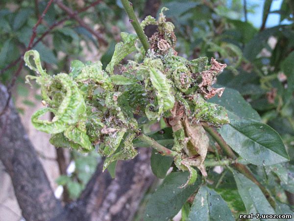 Профилактические меры против повторной инфекции тлей на плодовых деревьях