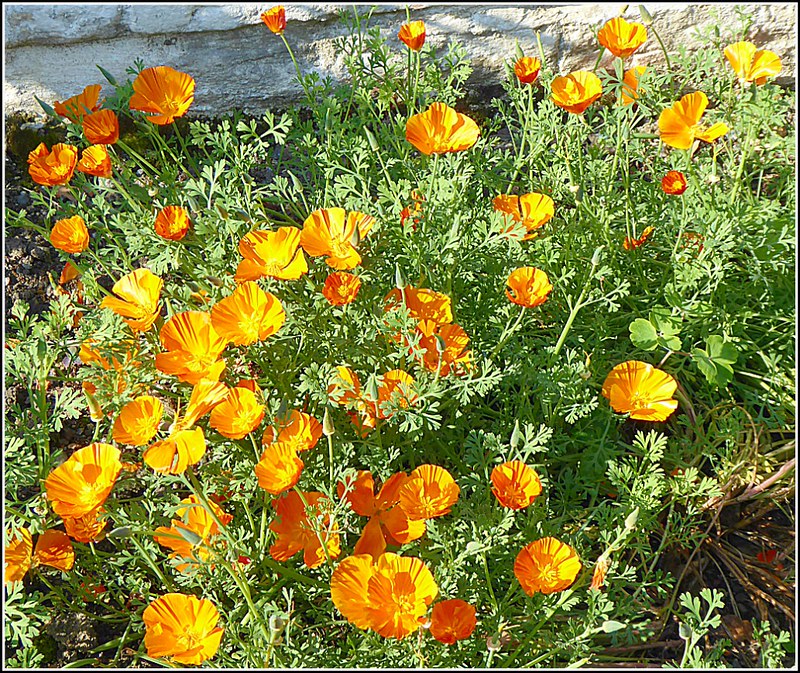 flowers-californian-poppies.jpg