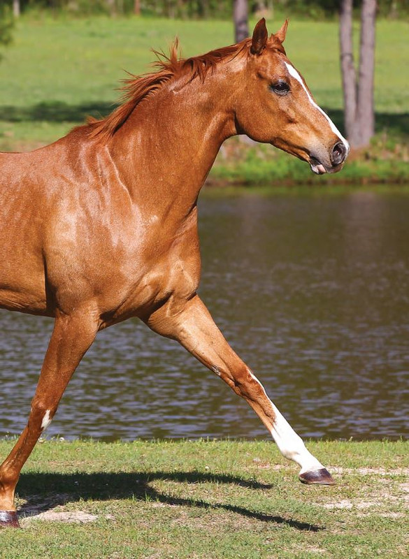 Il Mio Cav (Nov 2021) 6