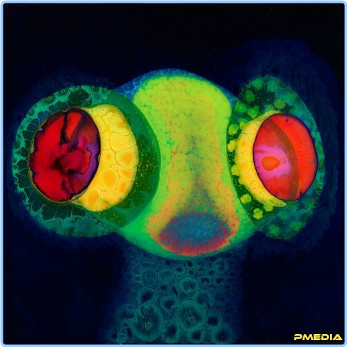 [Image: qmeuf846kwn4.png]