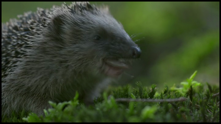 [Image: w4du3ywld31p.png]