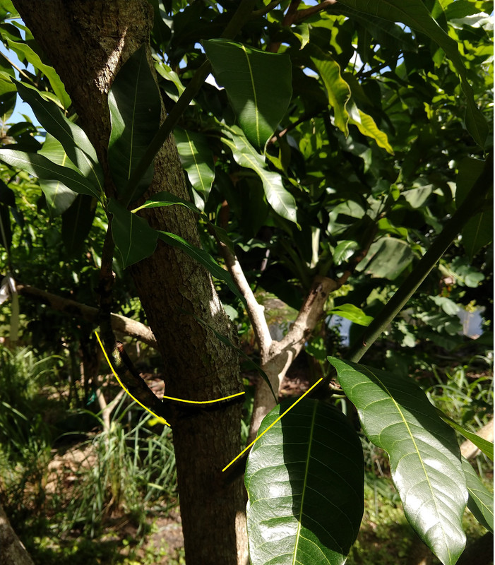 Girdled Mango