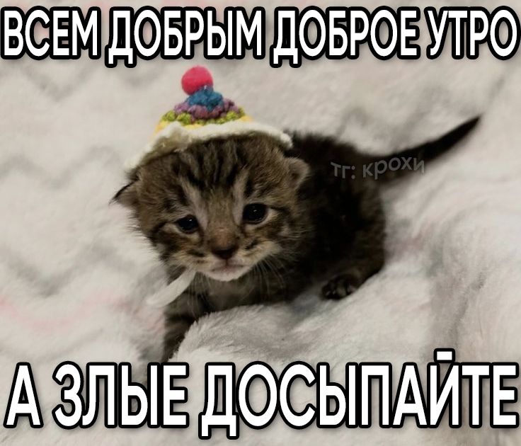 https://i.postimg.cc/8c0k4p1B/image.jpg