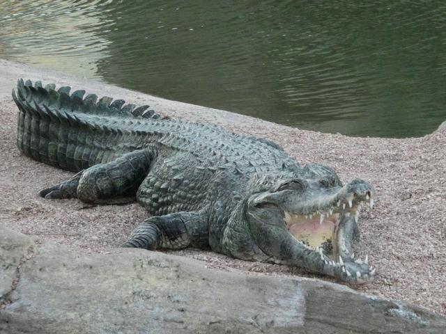 VALENCIA en un fin de semana - Blogs of Spain - Sábado 30/12: Llegada a Valencia y visita al Oceanogràfic (17)