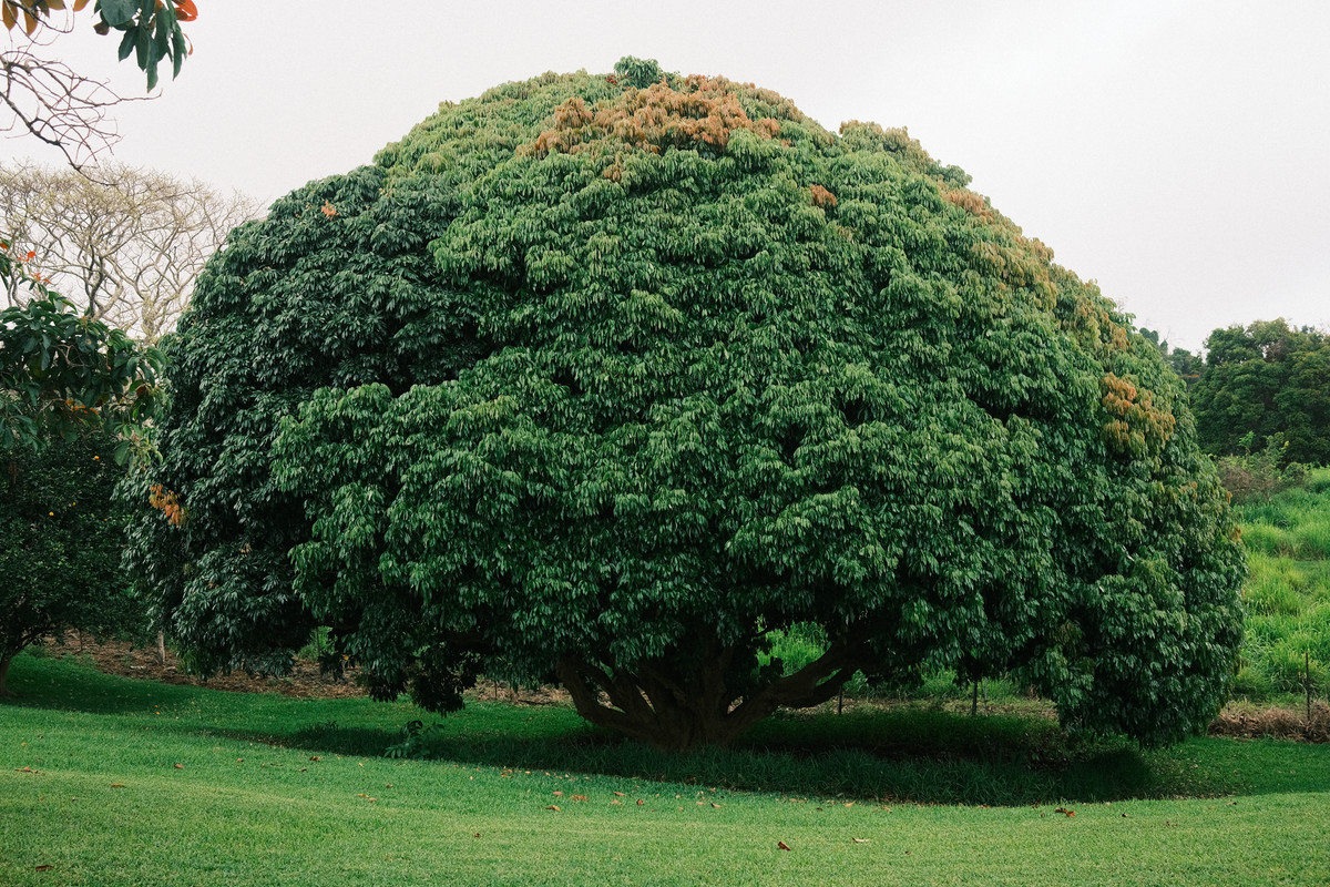 huge tree