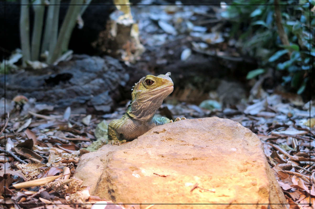 Escapadas y rutas por la Nueva Zelanda menos conocida - Blogs de Nueva Zelanda - Wairarapa, esa gran desconocida (41)