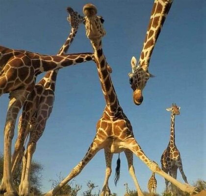 Giraffe-Spread-Eagle