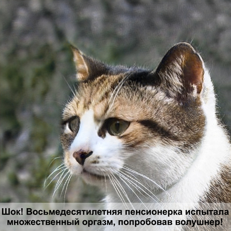 власоеды у кошек фото